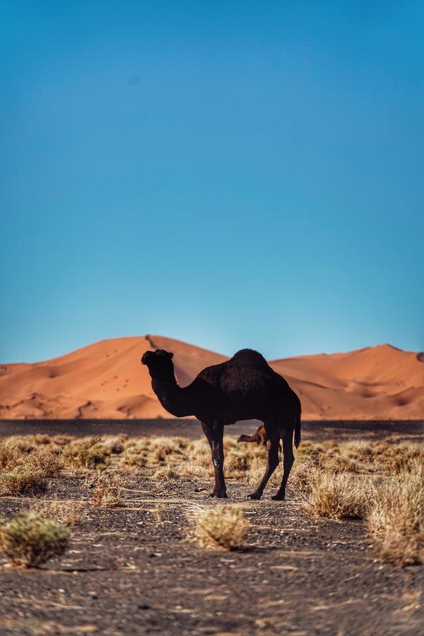 Luxurious Merzouga Desert Camps Екстер'єр фото